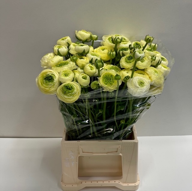 Ranunculus elegance cream.jpg